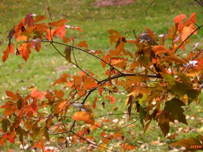 Acer tataricum L. (Tatarian maple), branch, leaves, fall color