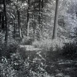 Walking path through wooded area on Arboretum east side