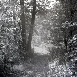 Walking path through wooded area on Arboretum east side, slightly curving to the left