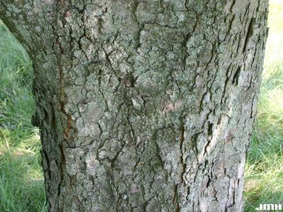 Aesculus hippocastanum L. (horse-chestnut), bark