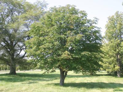 Aesculus hippocastanum L. (horse-chestnut), growth habit, tree form