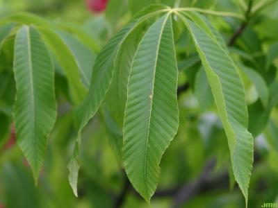 Aesculus pavia L. (red buckeye), close-up of leaves