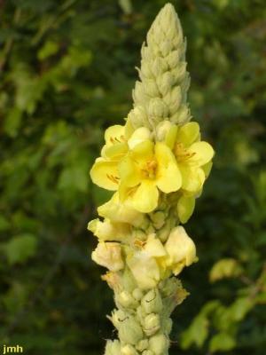 Verbascum thapsus L. (common mullein), close-up of flower