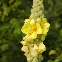 Verbascum thapsus L. (common mullein), close-up of flower