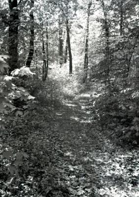 Walking path through wooded area on Arboretum east side, mostly shaded