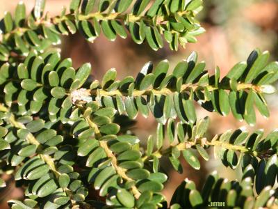 Taxus baccata ‘Adpressa’ (short-leaved English yew), leaves