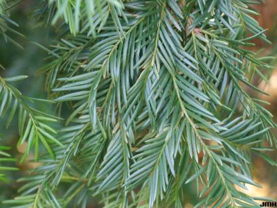 Taxus baccata L. (English yew), leaves