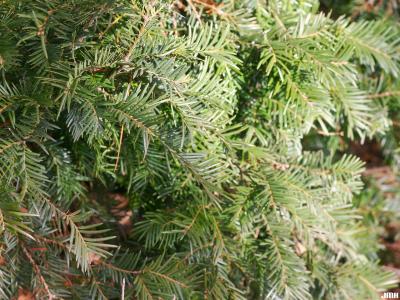 Taxus baccata L. (English yew), leaves
