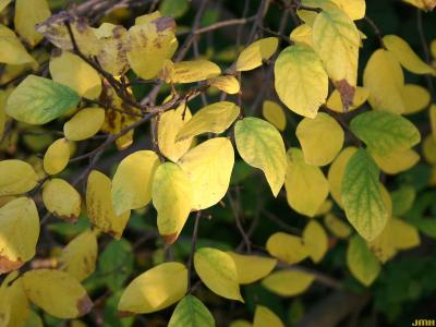 Dirca palustris L. (leatherwood), leaves