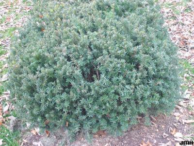 Taxus x media ‘Ershzam’ (Erie Shores™ Anglo-Japanese yew), growth habit, form