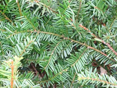 Taxus x media ‘Ershzam’ (Erie Shores™ Anglo-Japanese yew), leaves