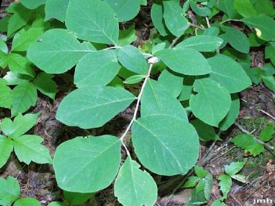 Dirca palustris L. (leatherwood), leaves