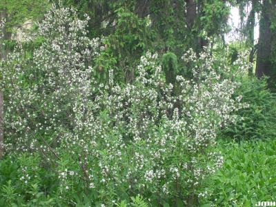 Daphne axilliflora (Keisl.) Pobed. (daphne), growth habit, shrub form