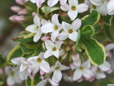 Daphne x burkwoodii ‘Carol Mackie’ (Carol Mackie Burkwood’s daphne), close-up of flowers