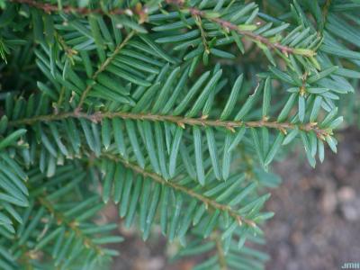 Taxus x media ‘Ershzam’ (Erie Shores™ Anglo-Japanese yew), close-up of leaves