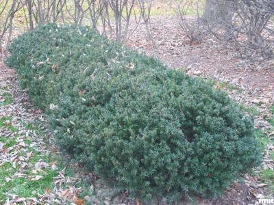 Taxus x media ‘Ershzam’ (Erie Shores™ Anglo-Japanese yew), growth habit, form
