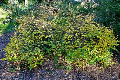 Dirca palustris L. (leatherwood), growth habit, shrub form