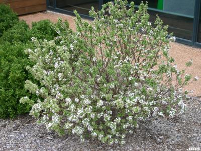Daphne x burkwoodii ‘Carol Mackie’ (Carol Mackie Burkwood’s daphne), growth habit, shrub form
