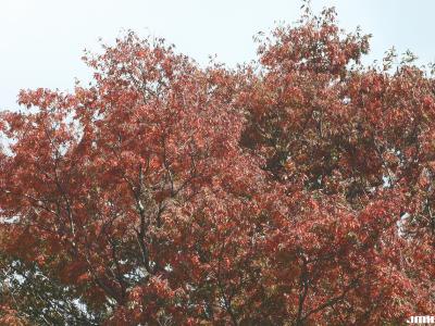 Zelkova serrata (Thunb.) Makino (Japanese zelkova), top branches, fall color