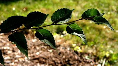 Zelkova serrata ‘Village Green’ (Village Green Japanese zelkova), leaves