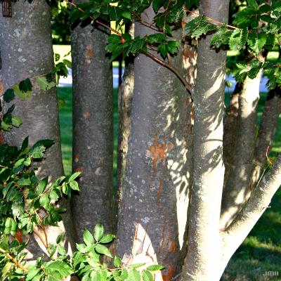 Zelkova serrata ‘Village Green’ (Village Green Japanese zelkova), bark