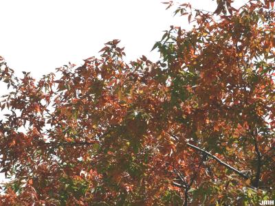 Zelkova serrata (Thunb.) Makino (Japanese zelkova), branches, fall color