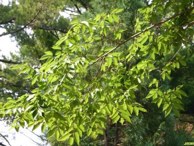 Zelkova serrata (Thunb.) Makino (Japanese zelkova), branch