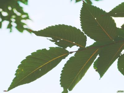 Zelkova serrata (Thunb.) Makino (Japanese zelkova), leaves