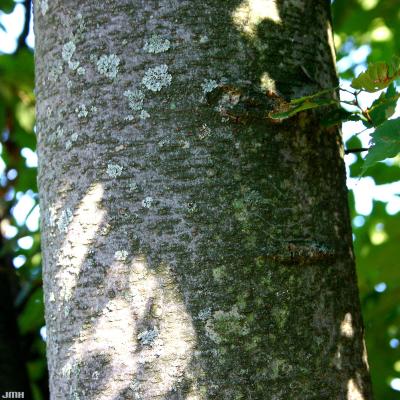 Zelkova serrata ‘Village Green’ (Village Green Japanese zelkova), bark