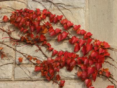 Parthenocissus tricuspidata (Sieb. & Zucc.) Planch. (Boston-ivy), vine, growth habit on stone wall, fall color