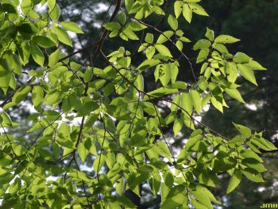 Zelkova serrata (Thunb.) Makino (Japanese zelkova), leaves