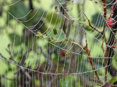 Crataegus pruinosa (Wendl.) K. Koch (frosted hawthorn), branches, spider web