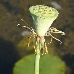 Nelumbo nucifera Gaertn. (sacred lotus), seed head
