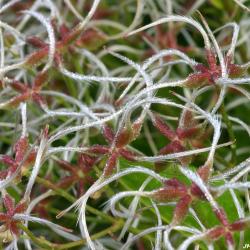 Seedheads, extreme close-up view