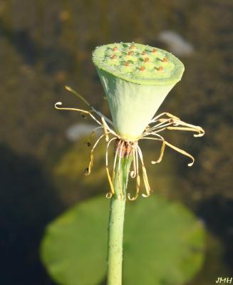 Nelumbo nucifera Gaertn. (sacred lotus), seed head