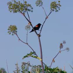 Red-winged blackbird perched on Angelica atropurpurea L. (great angelica) in Schulenberg Prairie