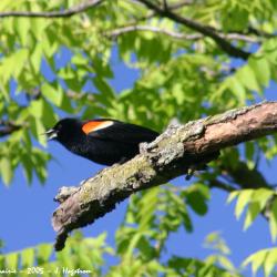 Red-winged blackbird perched on tree branch