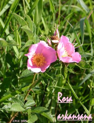 Rosa arkansana Porter (Arkansas rose), flower, full