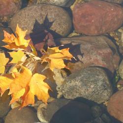 Maple leaves on rocks
