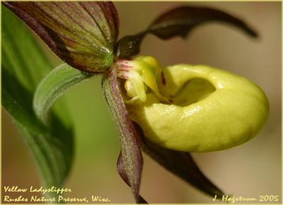 Cypripedium parviflorum Salisb. var. pubescens (Willd.) Knight (greater yellow lady's slipper), flower