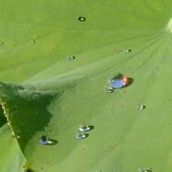 Nelumbo nucifera Gaertn. (sacred lotus), leaf, close-up view