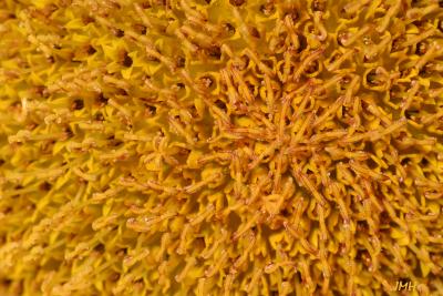 Sunflower disc florets, extreme close-up
