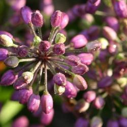Inflorescence, light purple buds