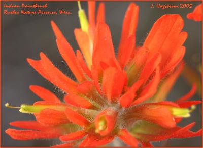 Castilleja coccinea (Indian paintbrush), flower