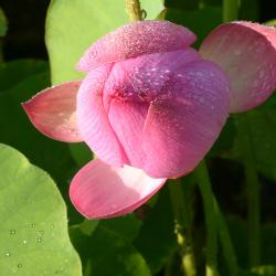 Nelumbo nucifera Gaertn. (sacred lotus), bud