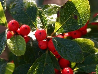 Ilex ‘Sparkleberry’ (Sparkleberry winterberry), fruit