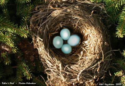 Bird's nest with blue eggs