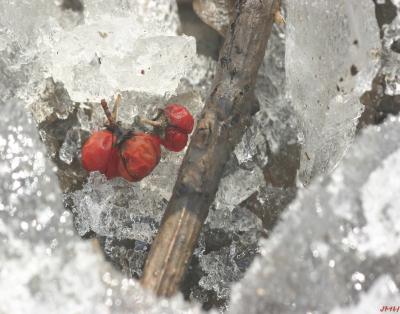 Berries in ice hole