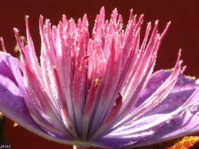 Purple water-lily, close-up