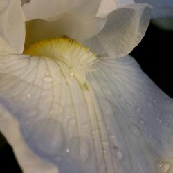 Iris L. (iris), petals, fall and beard